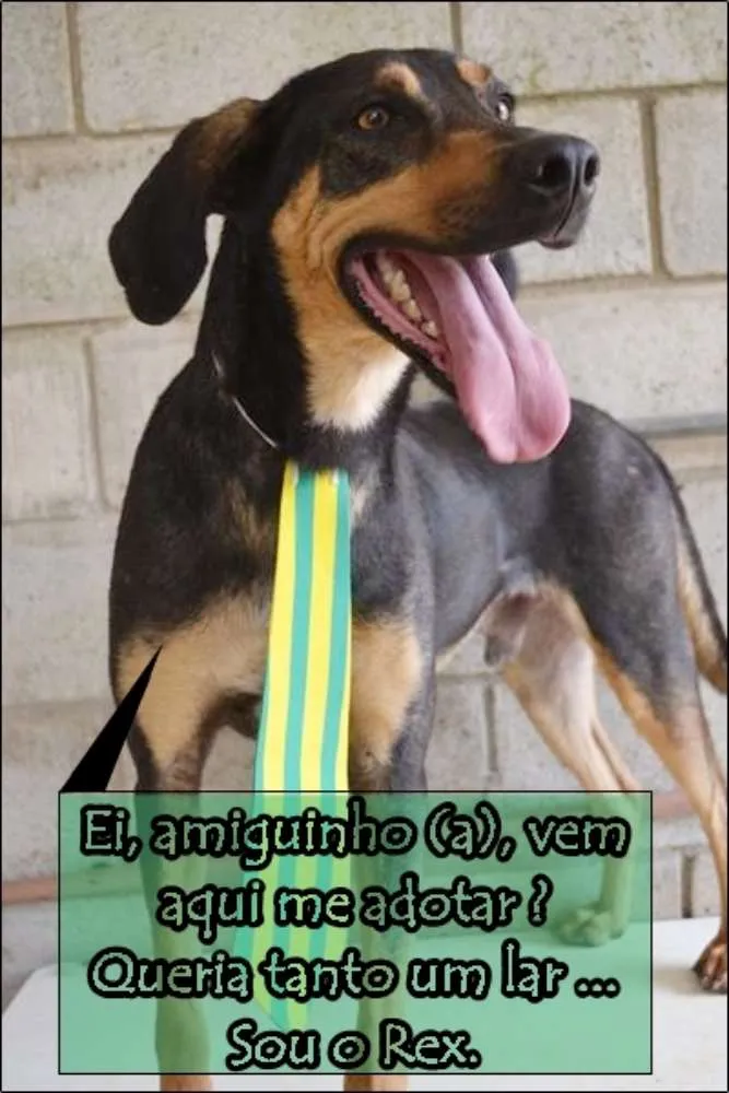 Cachorro ra a SRD idade 3 anos nome REX, menino mais li