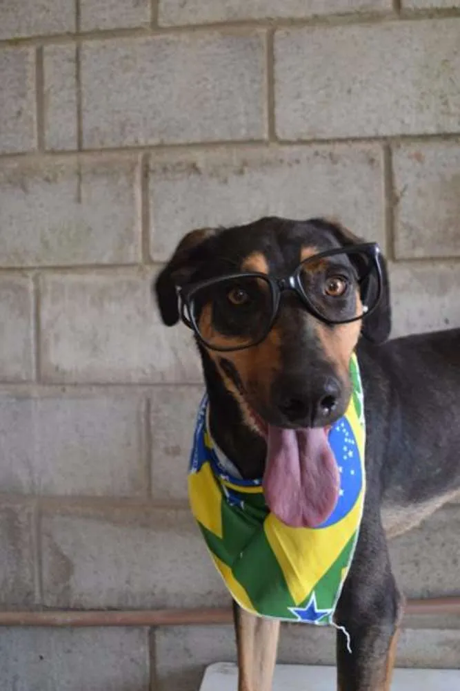 Cachorro ra a SRD idade 3 anos nome REX, menino mais li