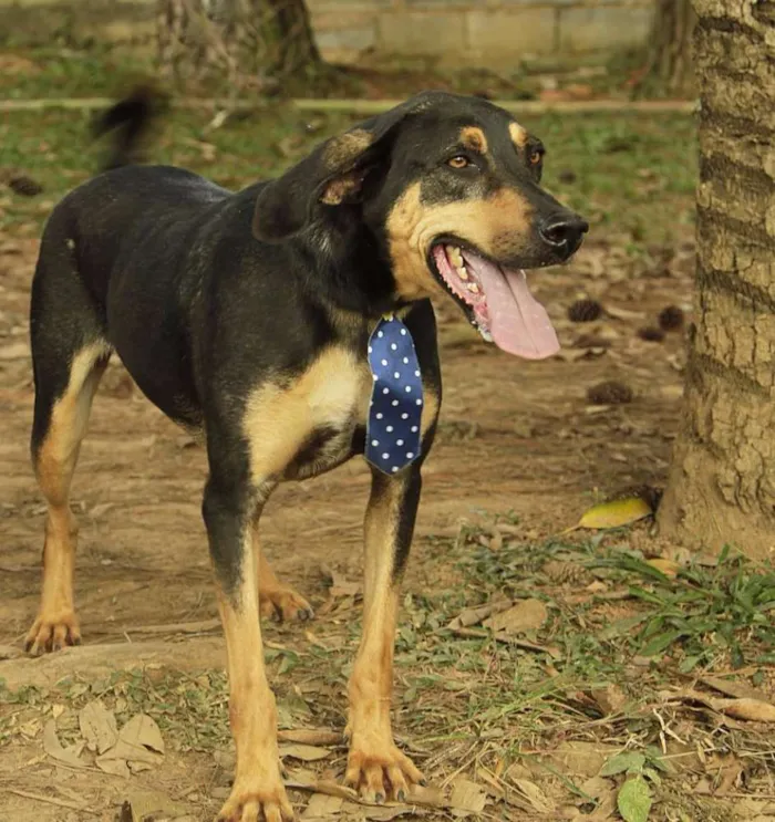 Cachorro ra a SRD idade 3 anos nome REX, menino mais li