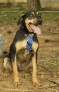 REX, menino mais li