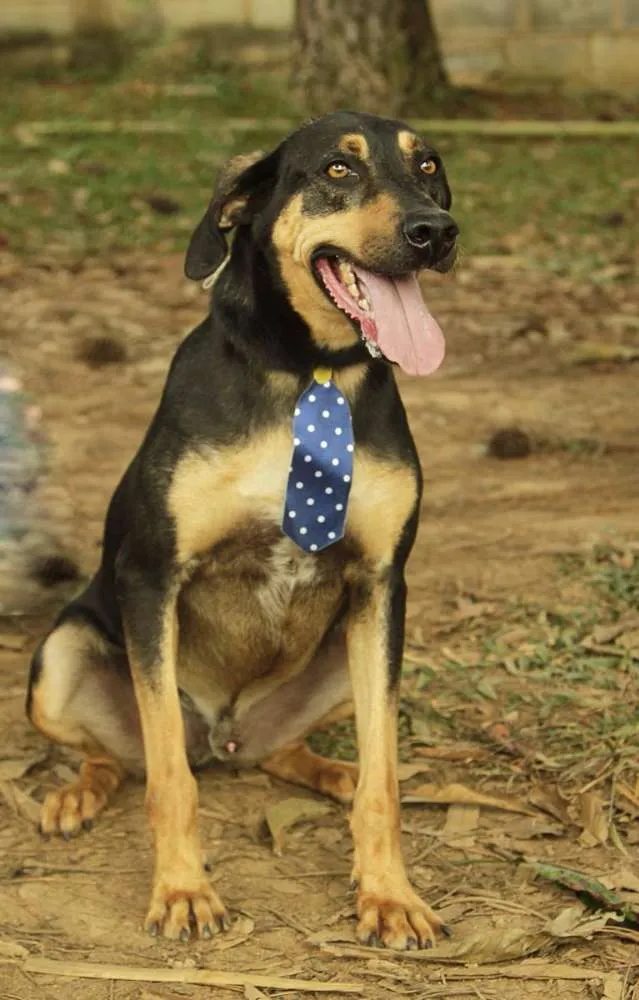 Cachorro ra a SRD idade 3 anos nome REX, menino mais li