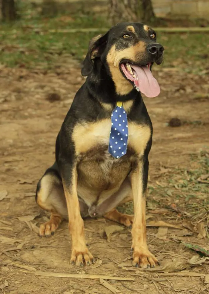Cachorro ra a SRD idade 3 anos nome REX, menino mais li
