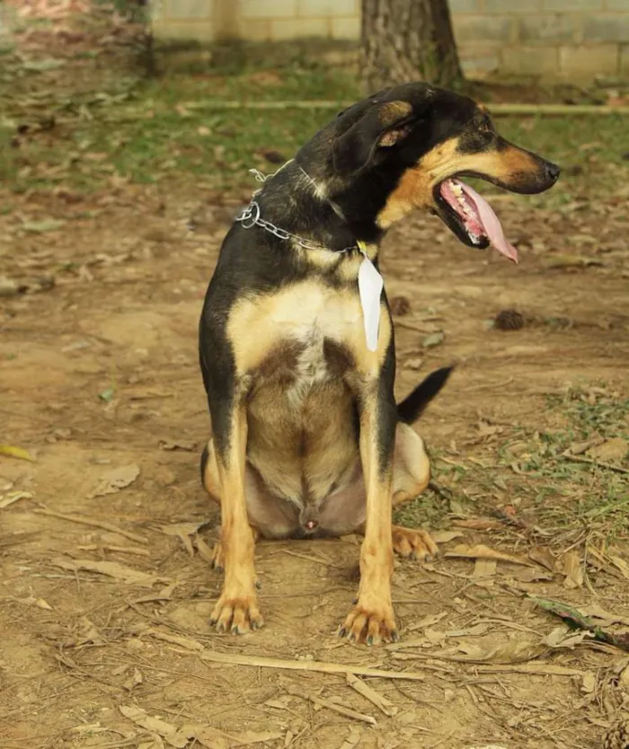 Cachorro ra a SRD idade 3 anos nome REX, menino mais li