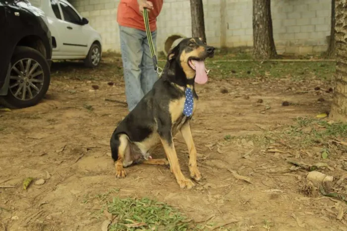 Cachorro ra a SRD idade 3 anos nome REX, menino mais li