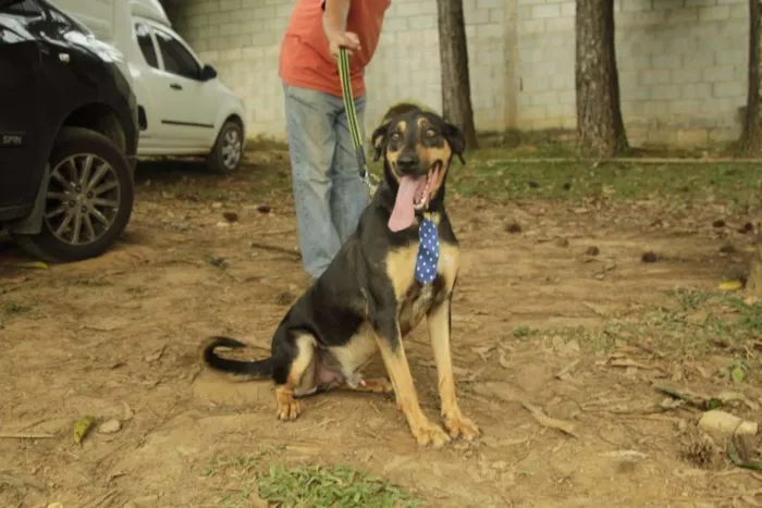 Cachorro ra a SRD idade 3 anos nome REX, menino mais li