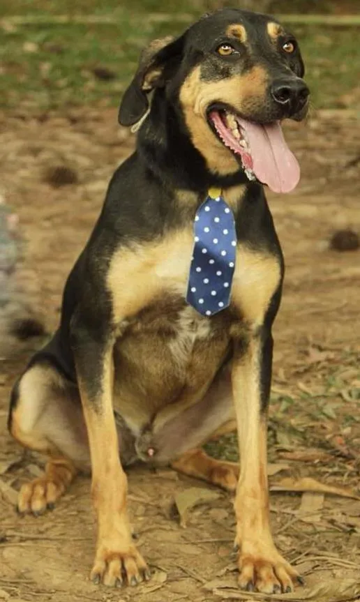 Cachorro ra a SRD idade 3 anos nome REX, menino mais li