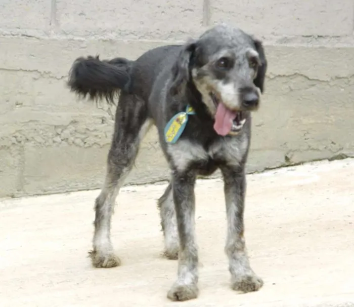 Cachorro raça SRD idade 6 ou mais anos nome SULTÃO, um encanto!