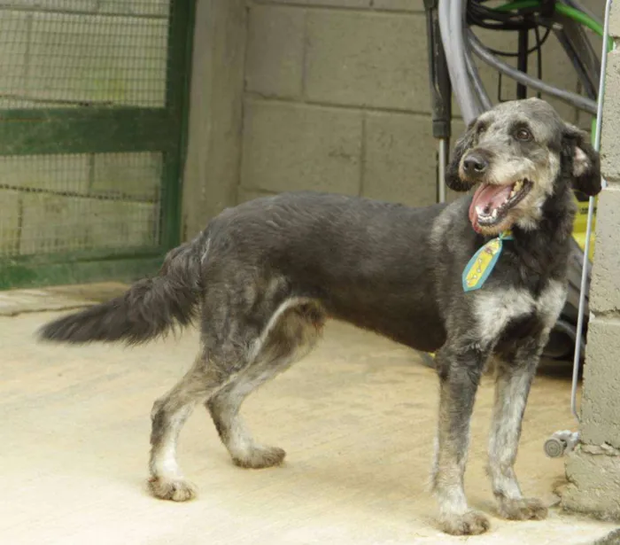 Cachorro raça SRD idade 6 ou mais anos nome SULTÃO, um encanto!