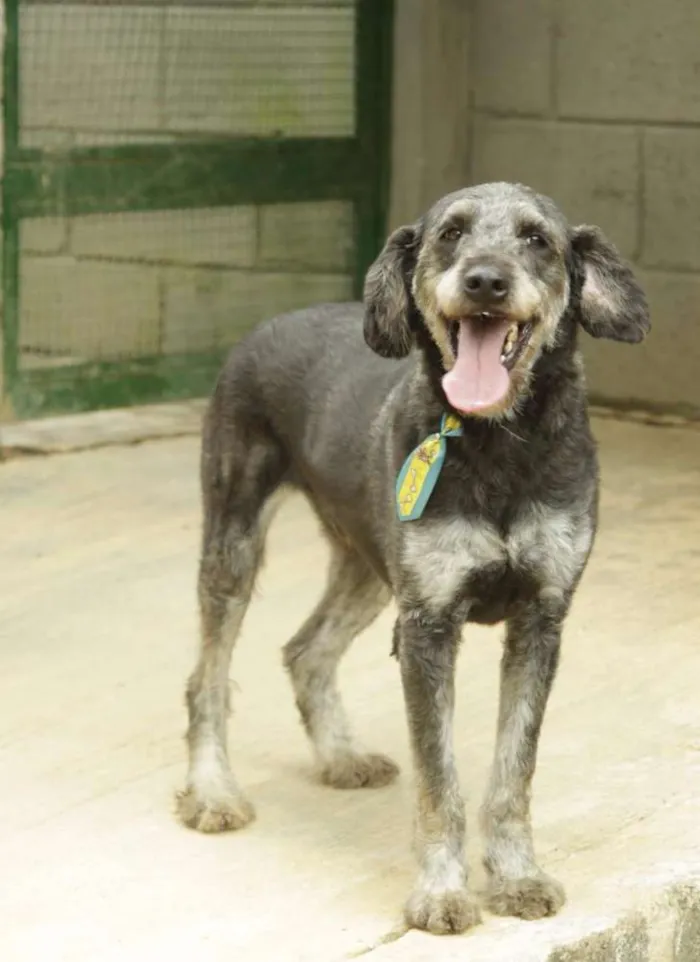 Cachorro raça SRD idade 6 ou mais anos nome SULTÃO, um encanto!