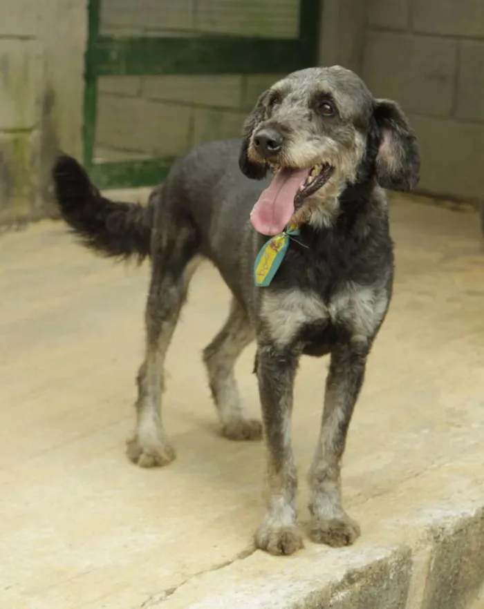 Cachorro raça SRD idade 6 ou mais anos nome SULTÃO, um encanto!