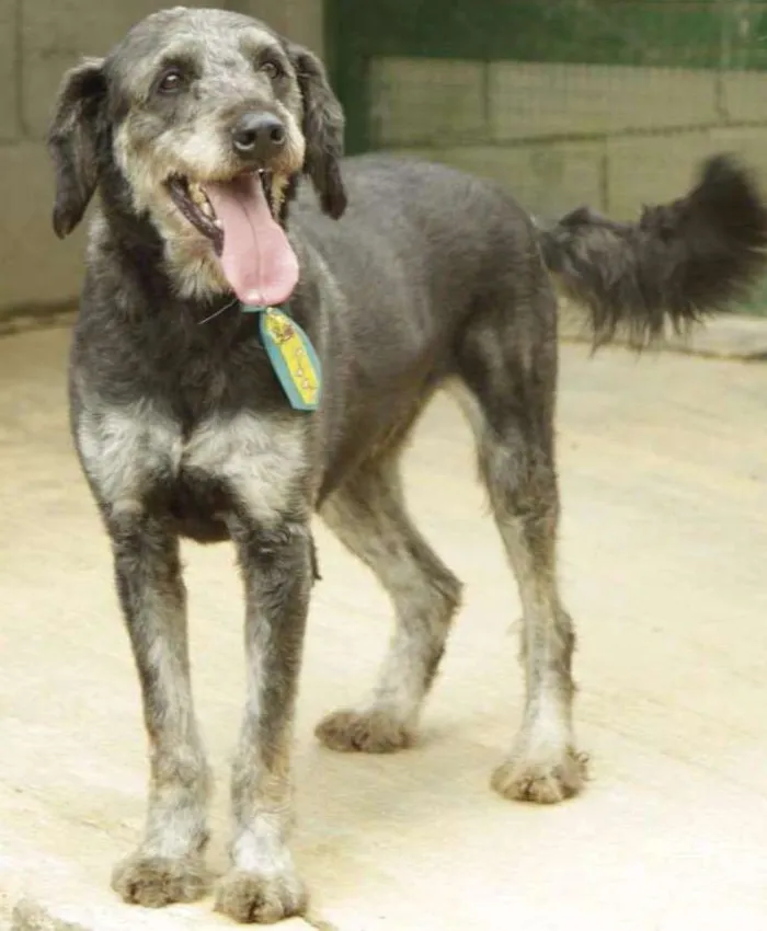 Cachorro raça SRD idade 6 ou mais anos nome SULTÃO, um encanto!