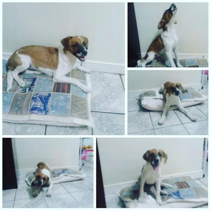 Cachorro raça  idade 2 a 6 meses nome Duke Augusto