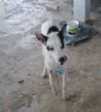 BOB