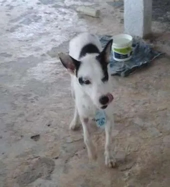 Cachorro raça vira lata idade 1 ano nome BOB