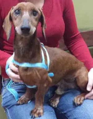 Cachorro raça salsicha dutshund idade  nome Boris