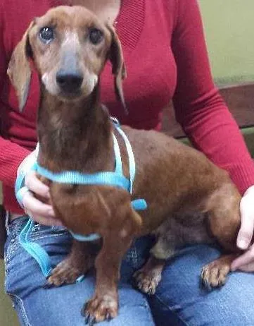 Cachorro ra a salsicha dutshund idade  nome Boris
