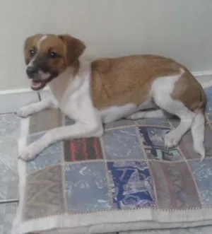 Cachorro raça  idade 2 a 6 meses nome Duke Augusto