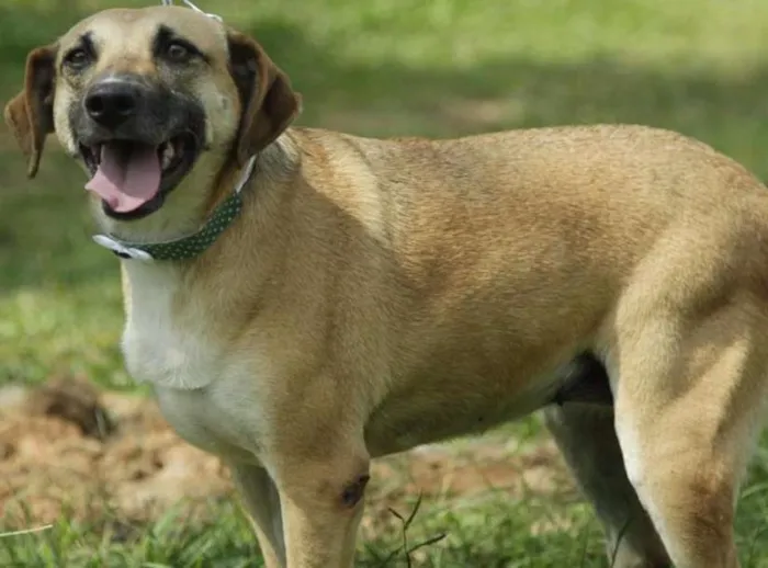 Cachorro ra a SRD idade 6 ou mais anos nome PILAR, um doce de g