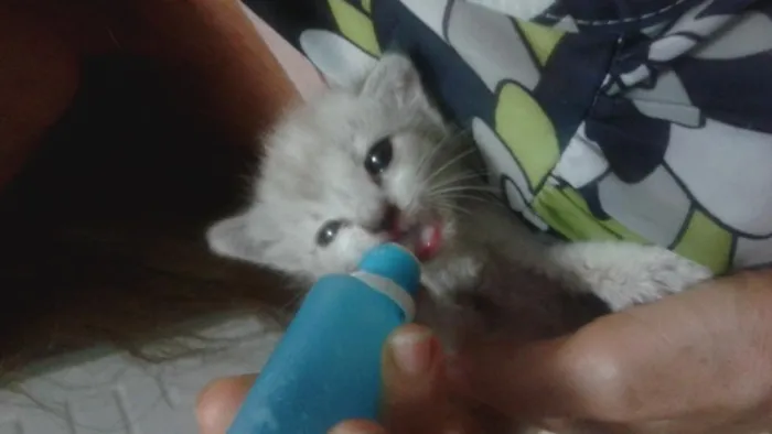Gato ra a Srd idade Abaixo de 2 meses nome Recém nascida ainda
