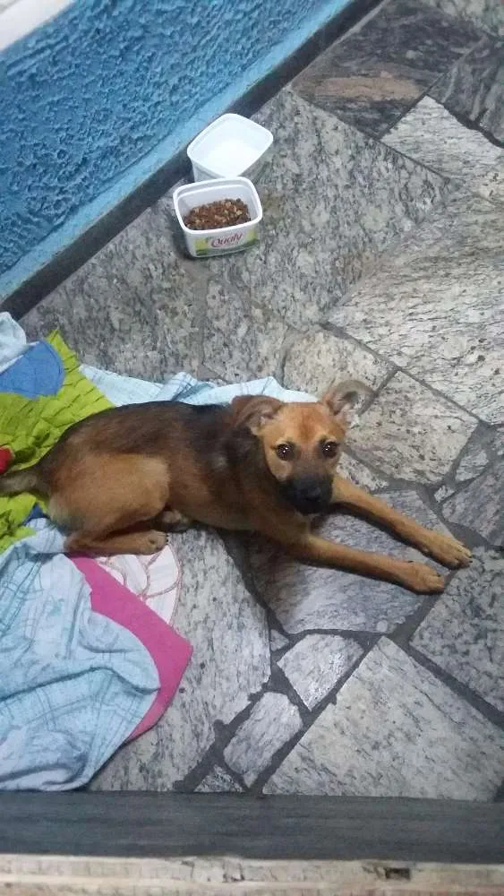 Cachorro ra a vira-lata idade 7 a 11 meses nome Sem nome