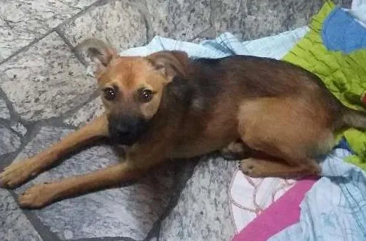Cachorro ra a vira-lata idade 7 a 11 meses nome Sem nome