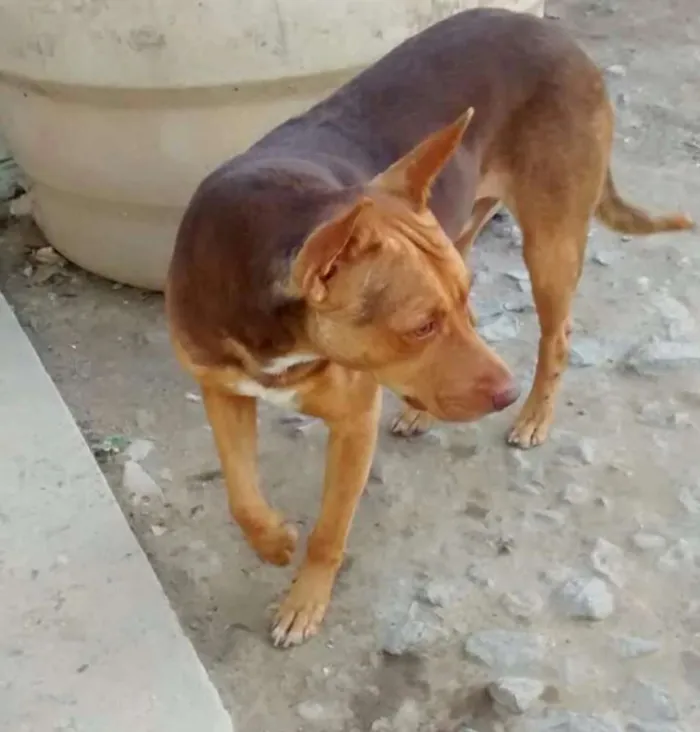 Cachorro ra a Pitbull com vira lata idade 7 a 11 meses nome Sheick