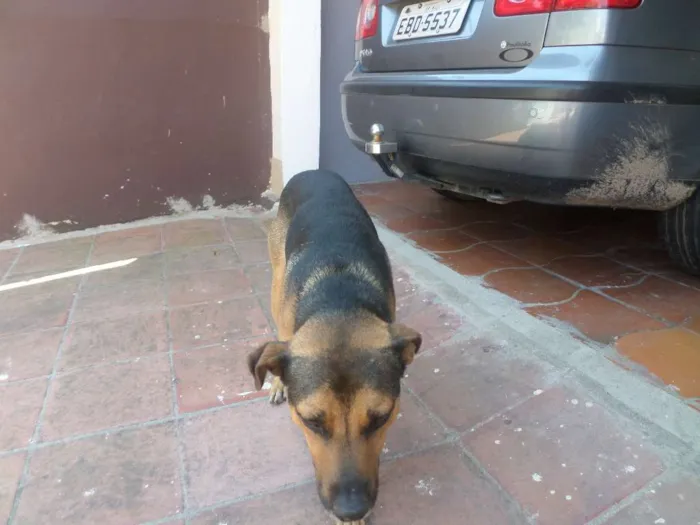 Cachorro ra a MESTIÇO idade 7 a 11 meses nome MAX