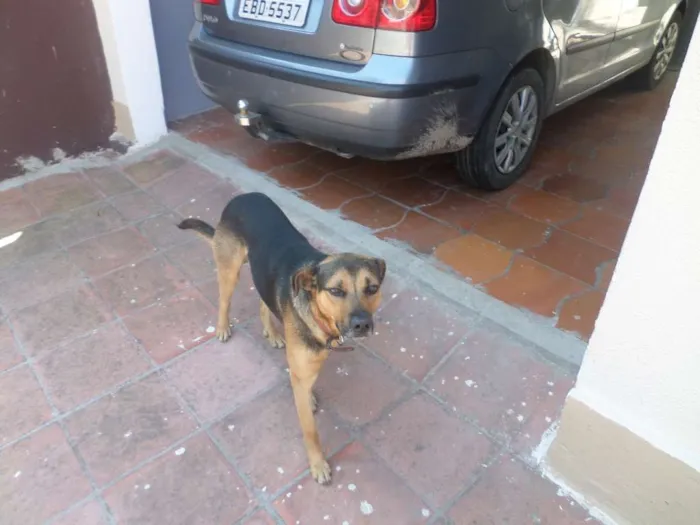 Cachorro ra a MESTIÇO idade 7 a 11 meses nome MAX