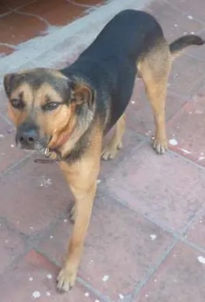 Cachorro raça MESTIÇO idade 7 a 11 meses nome MAX