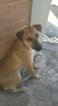 Frida e Paçoca 
