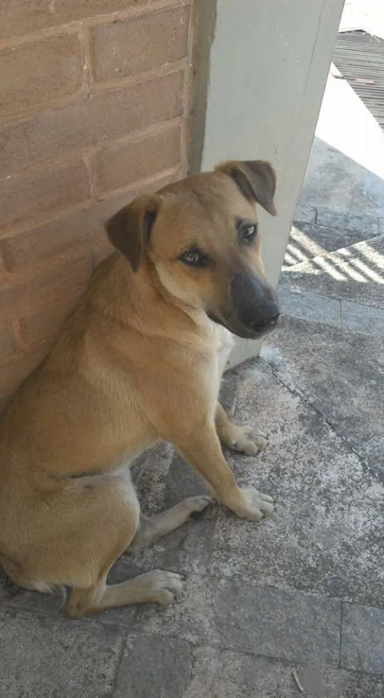 Cachorro ra a Indefinida idade 1 ano nome Frida e Paçoca 