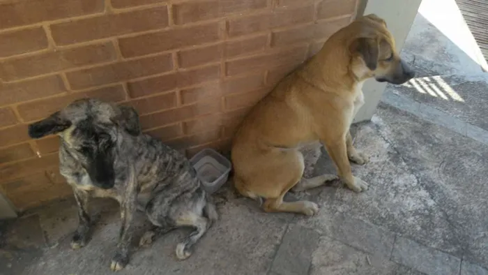 Cachorro ra a Indefinida idade 1 ano nome Frida e Paçoca 