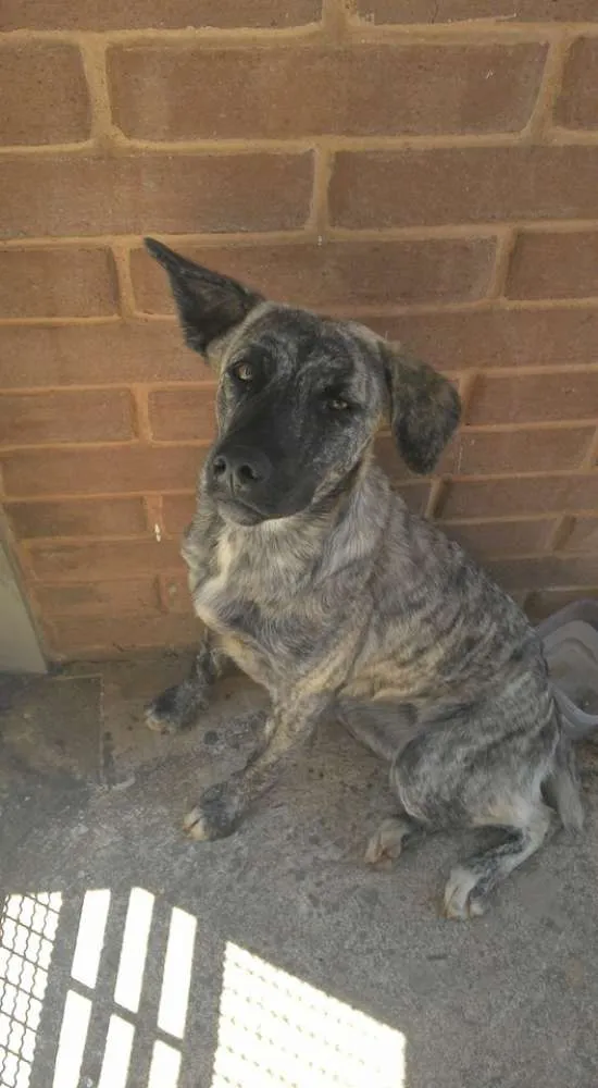 Cachorro ra a Indefinida idade 1 ano nome Frida e Paçoca 