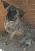 Frida e Paçoca 