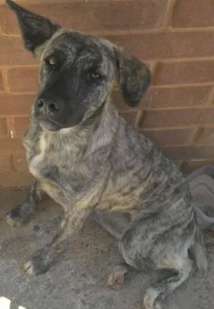 Cachorro raça Indefinida idade 1 ano nome Frida e Paçoca 