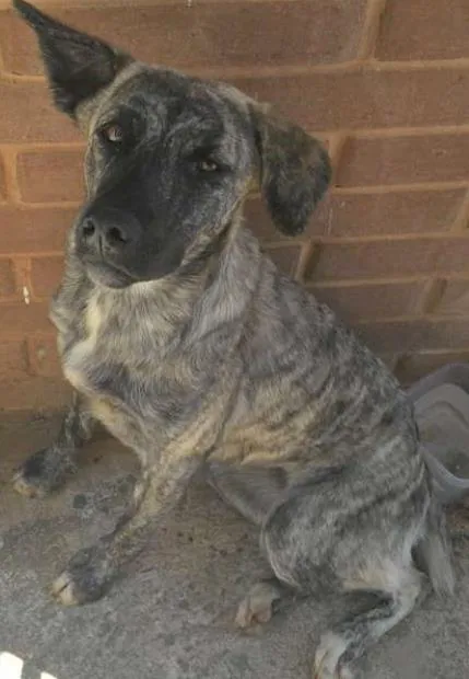 Cachorro ra a Indefinida idade 1 ano nome Frida e Paçoca 