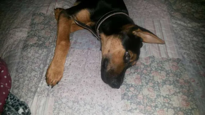 Cachorro ra a Pastor Alemão idade 7 a 11 meses nome Thor GRATIFICA