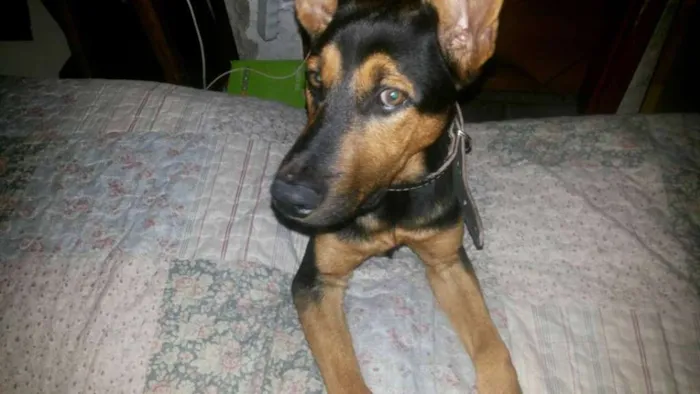 Cachorro ra a Pastor Alemão idade 7 a 11 meses nome Thor GRATIFICA