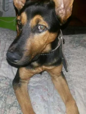 Cachorro raça Pastor Alemão idade 7 a 11 meses nome Thor GRATIFICA
