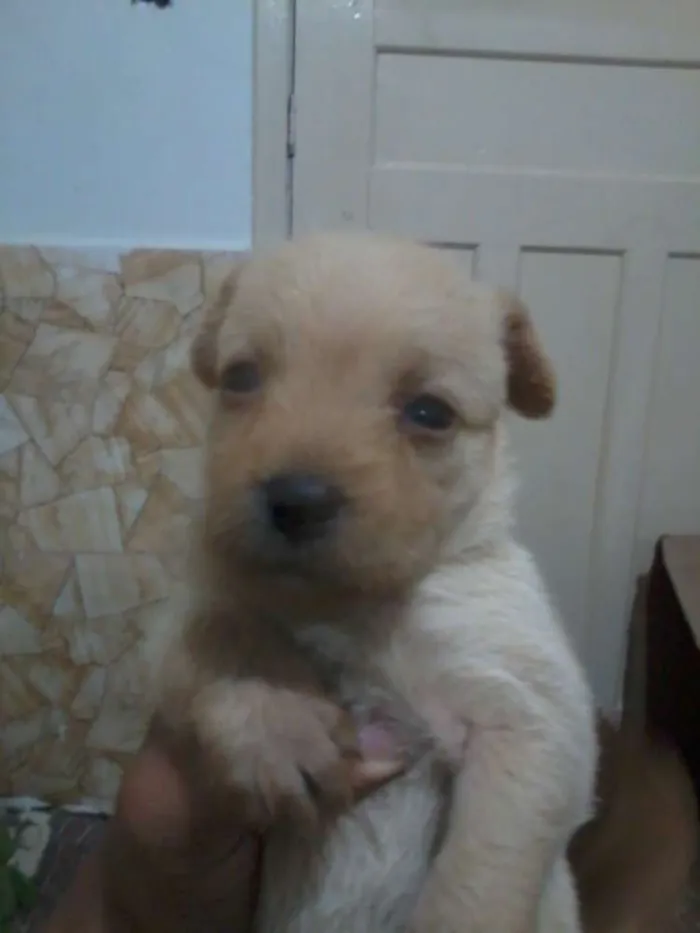 Cachorro ra a SRD idade Abaixo de 2 meses nome BIT, SHEIKE, CHARLO