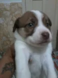 BIT, SHEIKE, CHARLO