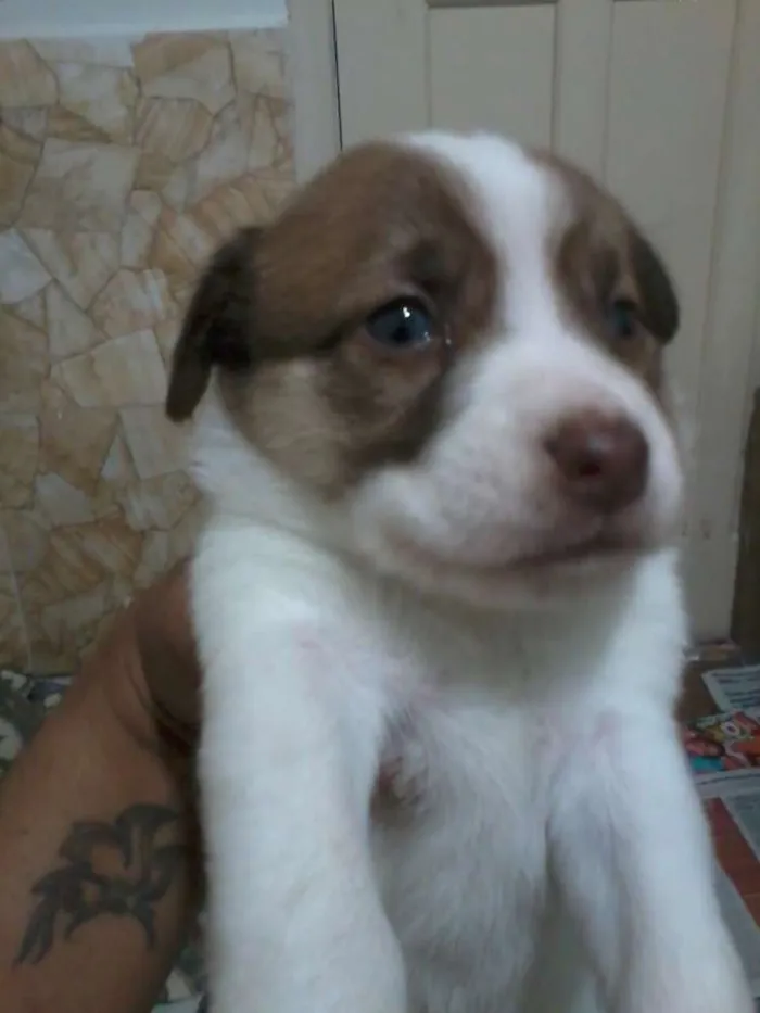 Cachorro ra a SRD idade Abaixo de 2 meses nome BIT, SHEIKE, CHARLO