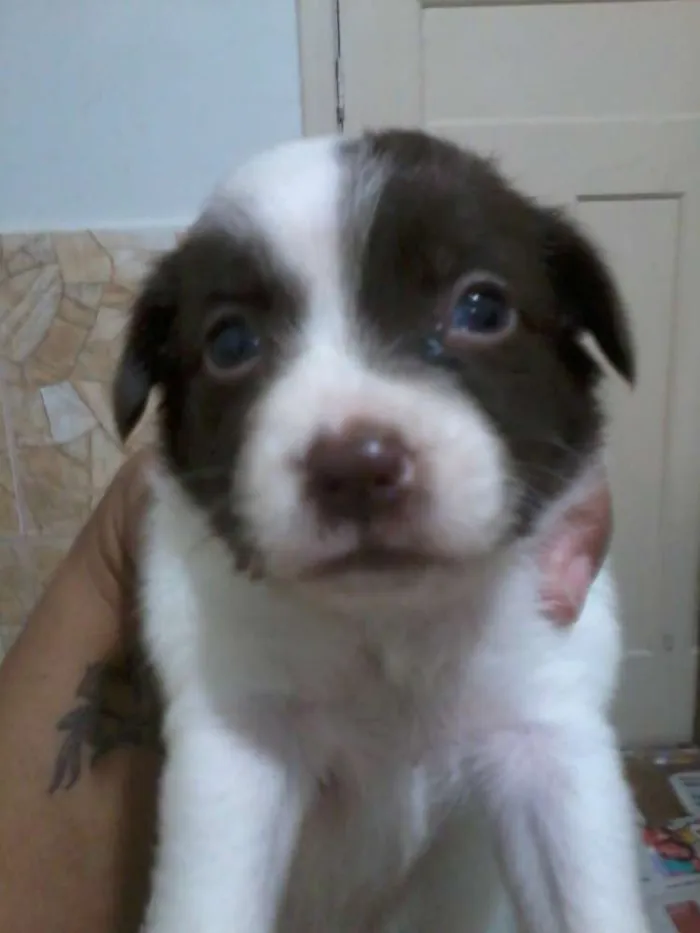 Cachorro ra a SRD idade Abaixo de 2 meses nome BIT, SHEIKE, CHARLO