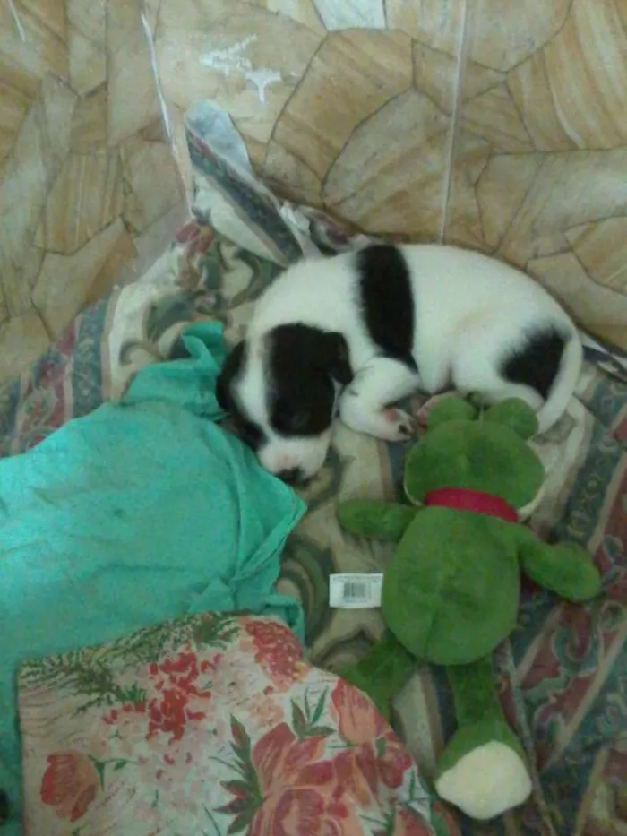 Cachorro ra a SRD idade Abaixo de 2 meses nome BIT, SHEIKE, CHARLO