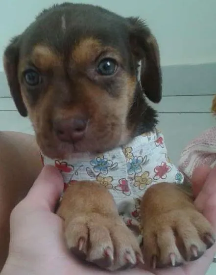 Cachorro ra a srd idade 2 a 6 meses nome kika