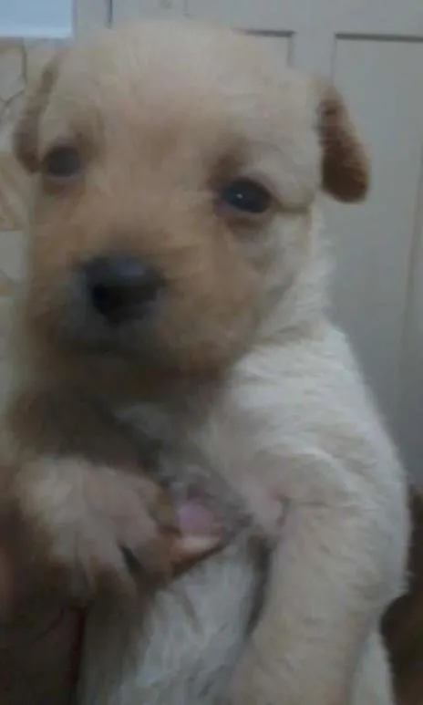 Cachorro ra a SRD idade Abaixo de 2 meses nome BIT, SHEIKE, CHARLO