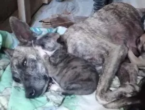Cachorro raça Vira Lata idade Abaixo de 2 meses nome São seis (A critéri