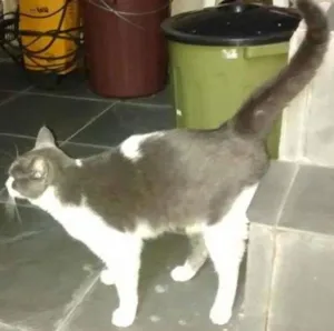 Gato raça nao sei idade  nome nao tem