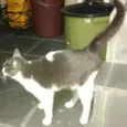 Gato raça nao sei idade  nome nao tem
