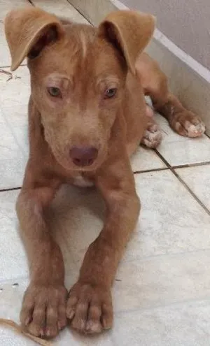 Cachorro raça SRD  idade 2 a 6 meses nome Sem nome